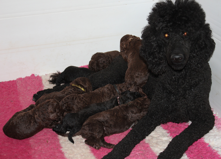 Saffi with pups