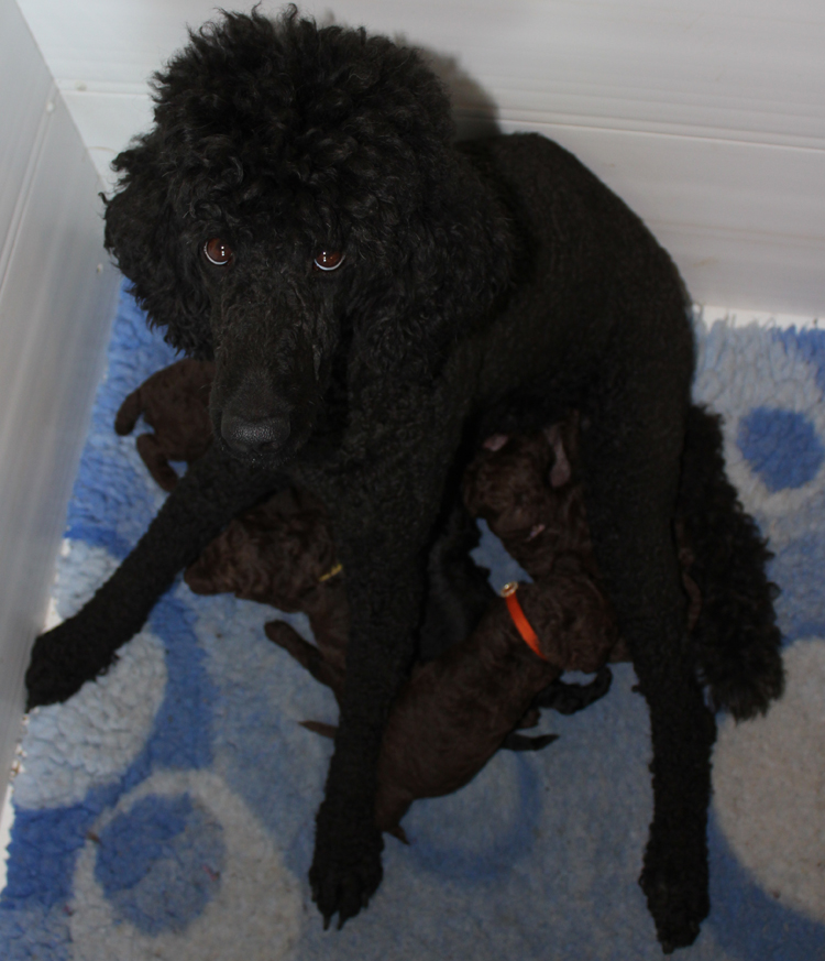 Saffi with pups