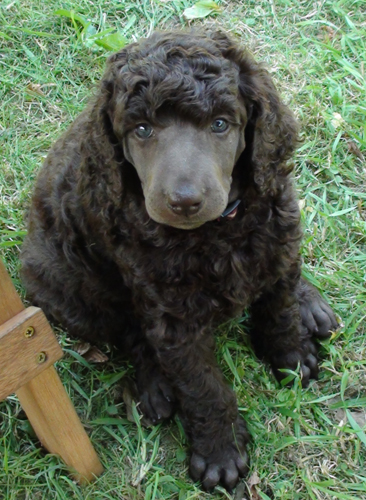 Brown poodle puppy