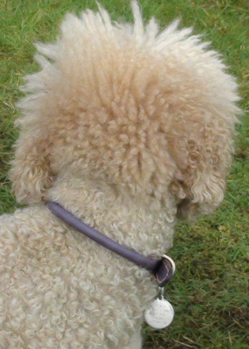 Best collars outlet for poodles