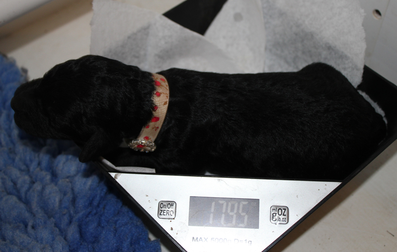 Rosie being weighed