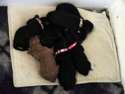 Indi's pups