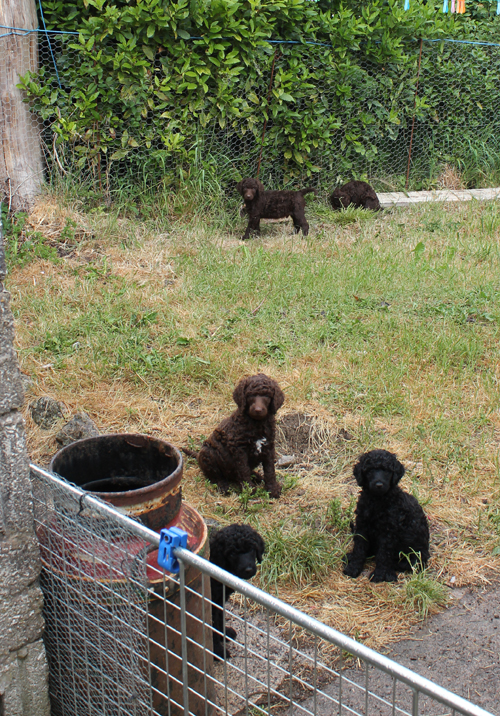 wet puppies