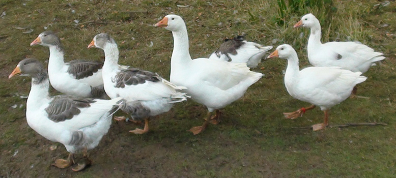 2014 geese