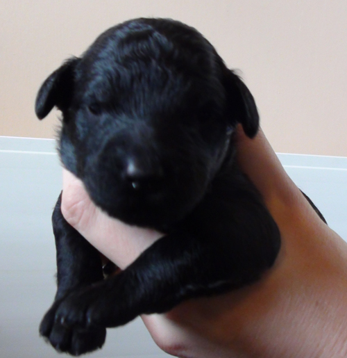 black puppy