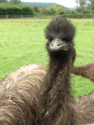 emus