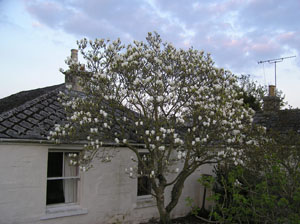Magnolia at Dusk