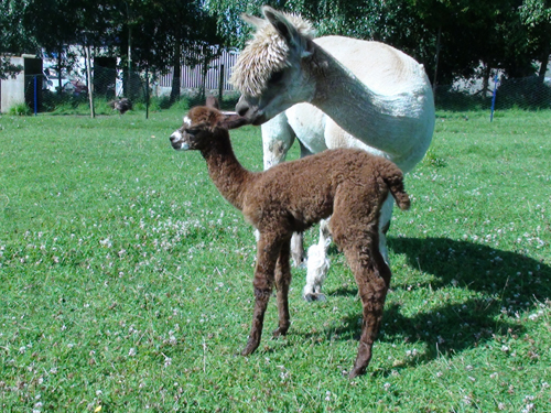 Olivia with cria