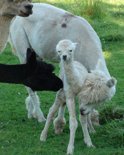 Poppy with cria