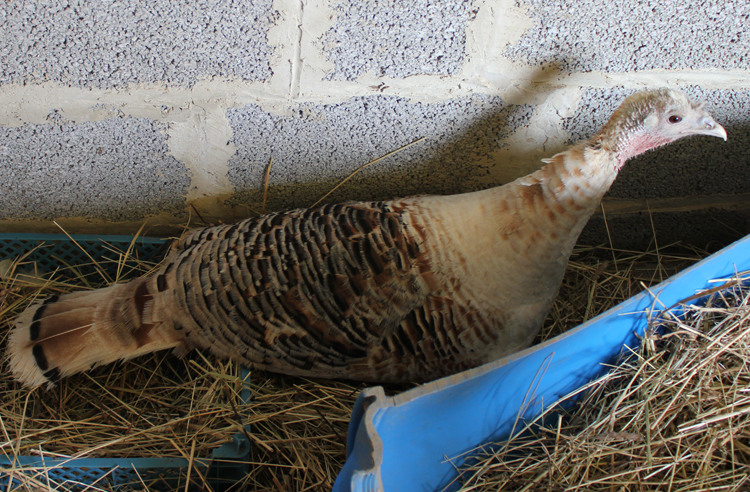 Yellow-shouldered hen